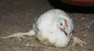 Jak zacházet s kuřetem, když se nepostaví